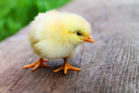 „Wielkanoc” – zajęcia dla dzieci „Wielkanoc” – zajęcia dla dzieci